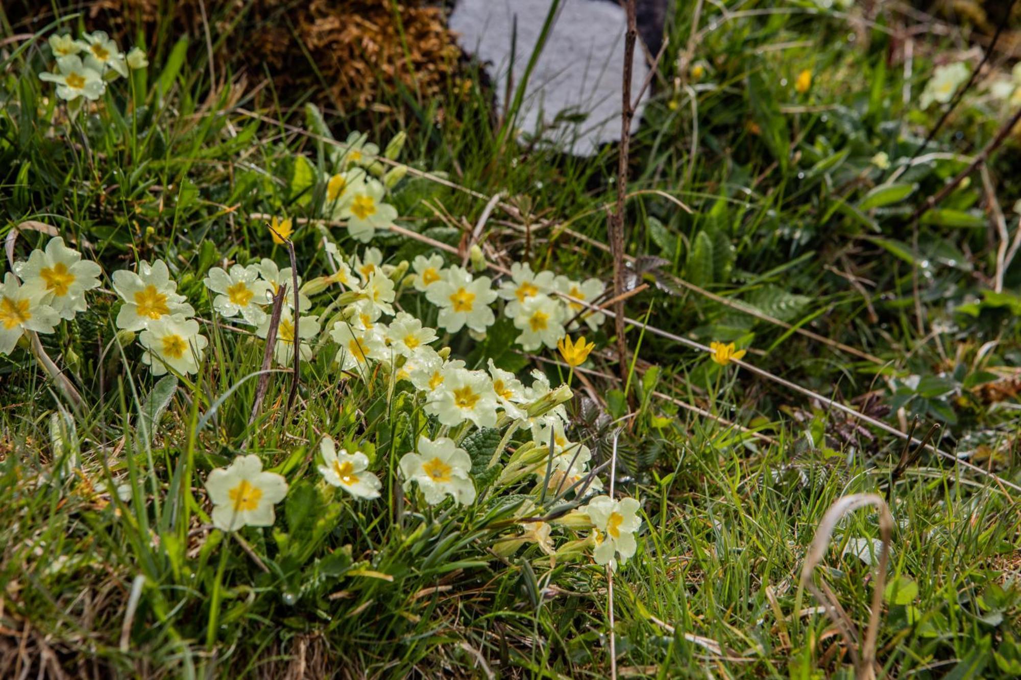 Edinbane Self Catering - On The Croft At Edinbane Villa Eksteriør billede